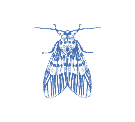 [SCA-ANI-61] Sello polilla leopardo