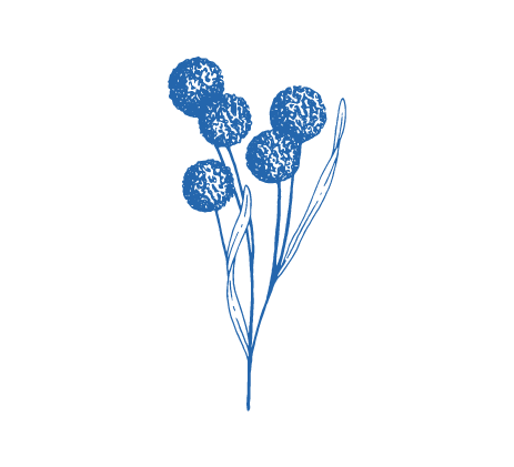 [SCA-PLA-25] Sello diente de león